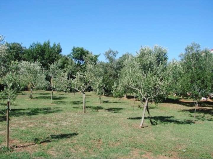 Apartments Nena 3* Ližnjan Εξωτερικό φωτογραφία
